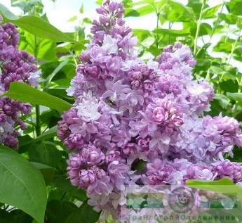 Сирень обыкновенная 