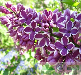 Сирень обыкновенная 