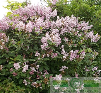 Сирень венгерская (Syringa josikaea)