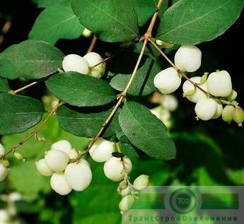 Снежноягодник белый