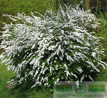 Спирея Аргута (Spiraea arguta)