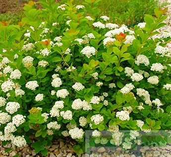 Спирея березолистная (Spiraea betulifolia)