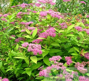 Спирея Бумальда 