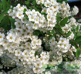 Спирея Вангутта