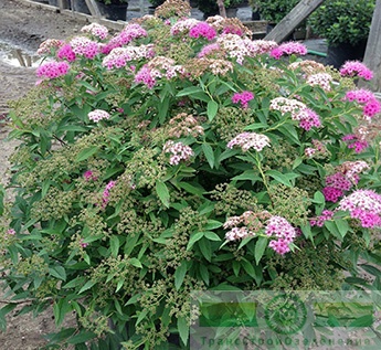Спирея японская «Дженпей/Широбана» (Spiraea japonica «Genpei/ Shirobana»)