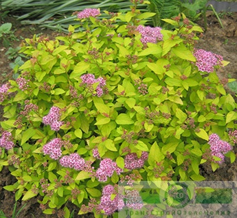 Спирея японская «Голден Принцесс» (Spiraea japonica «Golden Princess»)