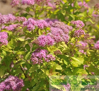 Спирея японская 