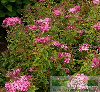 Спирея японская «Криспа» (Spiraea japonica «Crispa»)