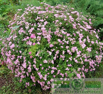 Спирея японская «Литтл Принцесс» (Spiraea japonica «Little Princess»)