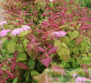 Спирея японская  