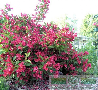 Вейгела красная «Румба» (Weigela florida «Rumba»)