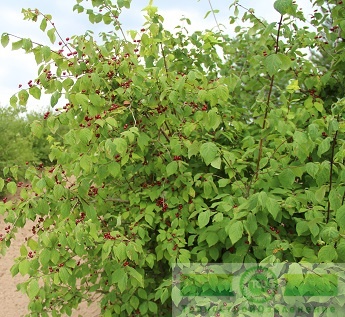 Жимолость лесная