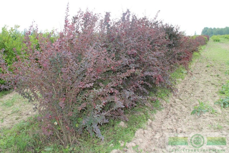 фото Барбарис обыкновенный ф. пурпурная