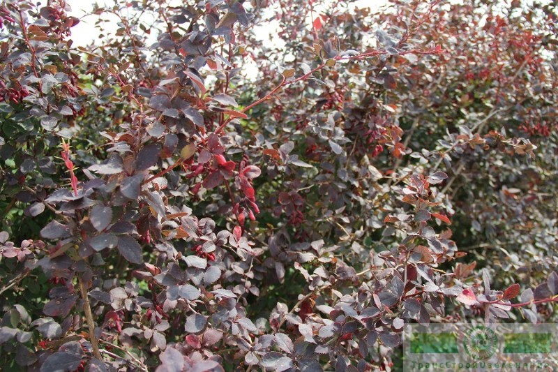 фото Барбарис обыкновенный ф. пурпурная