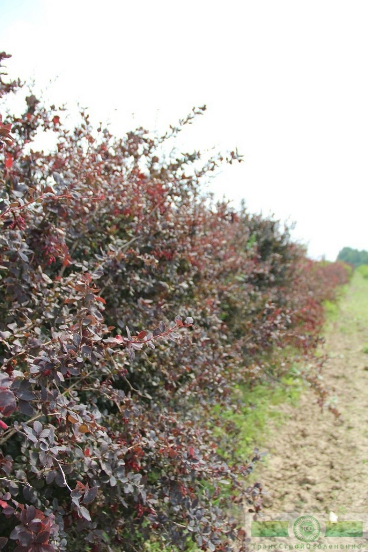 фото Барбарис обыкновенный ф. пурпурная