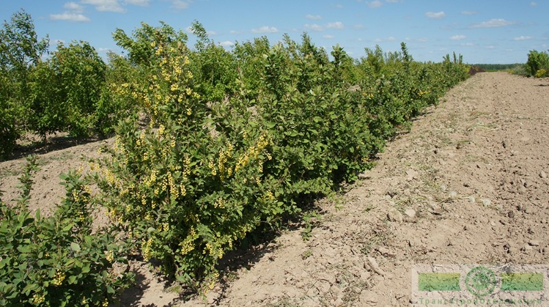 фото Барбарис обыкновенный ф. зеленая
