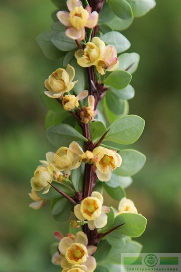 фото Барбарис обыкновенный ф. зеленая