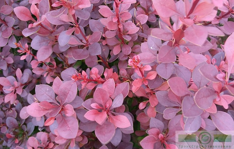 фото Барбарис Тунберга «Атропурпуреа» (Berberis thunbergii «Atropurpurea»)