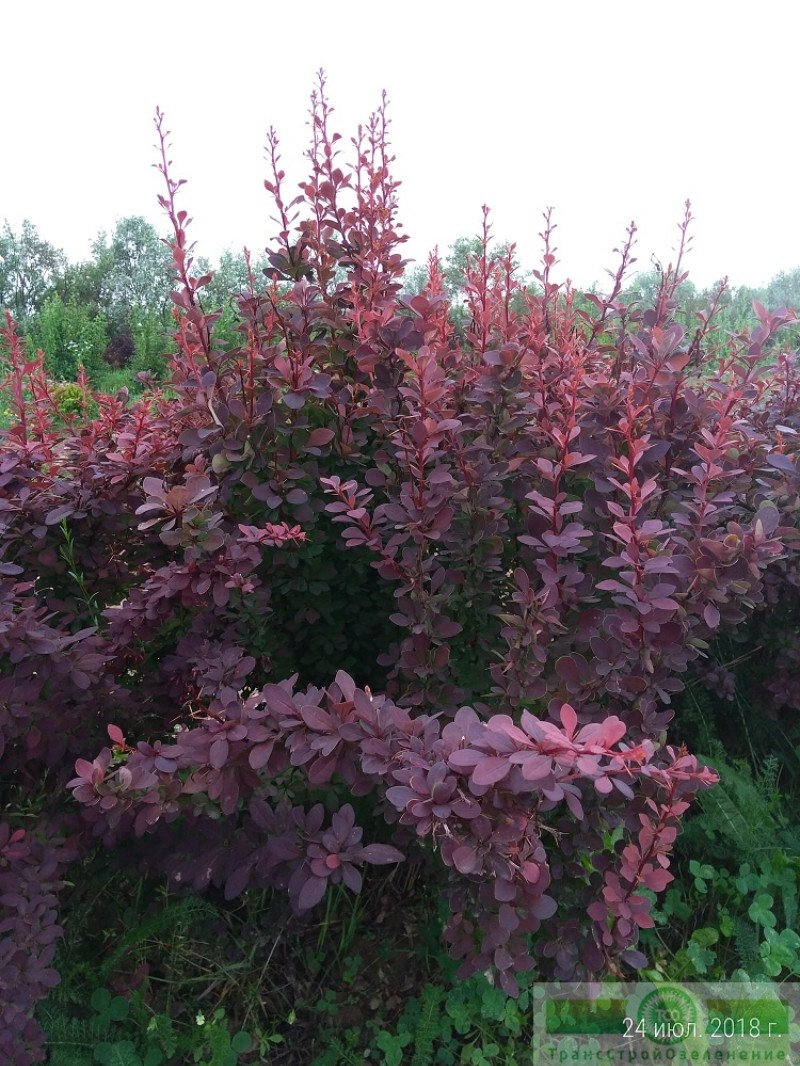 фото Барбарис Тунберга «Атропурпуреа» (Berberis thunbergii «Atropurpurea»)