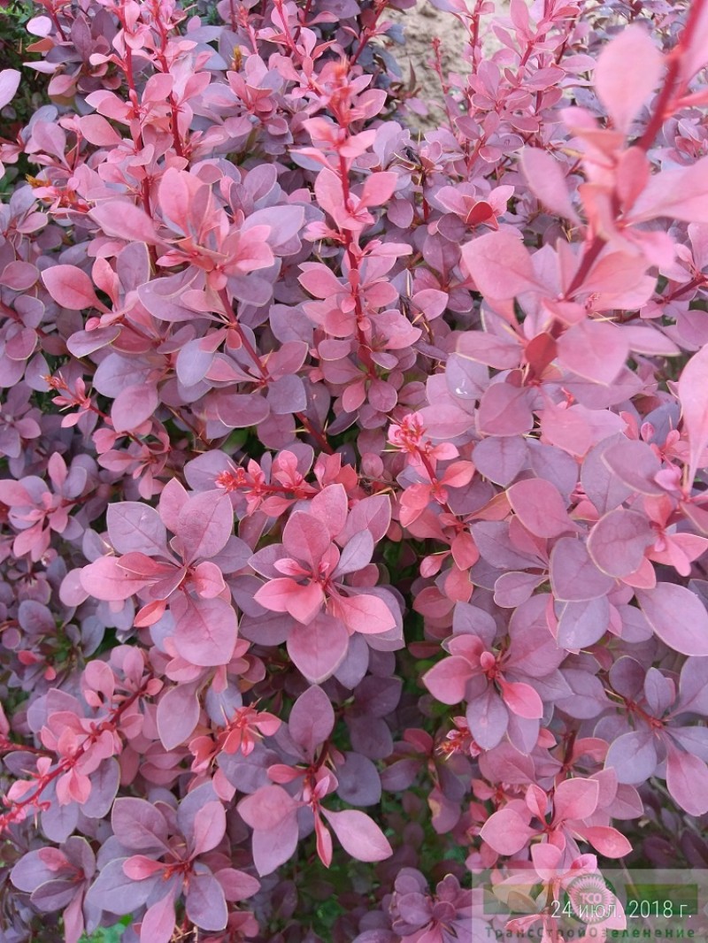 фото Барбарис Тунберга «Атропурпуреа» (Berberis thunbergii «Atropurpurea»)