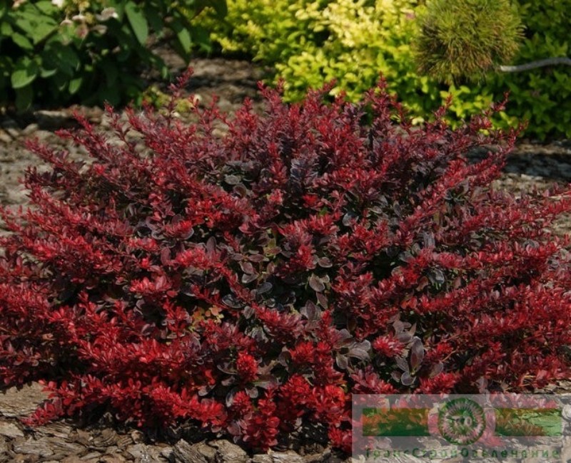 фото Барбарис Тунберга «Атропурпуреа нана» (Berberis thunbergii «Atropurpurea nana»)