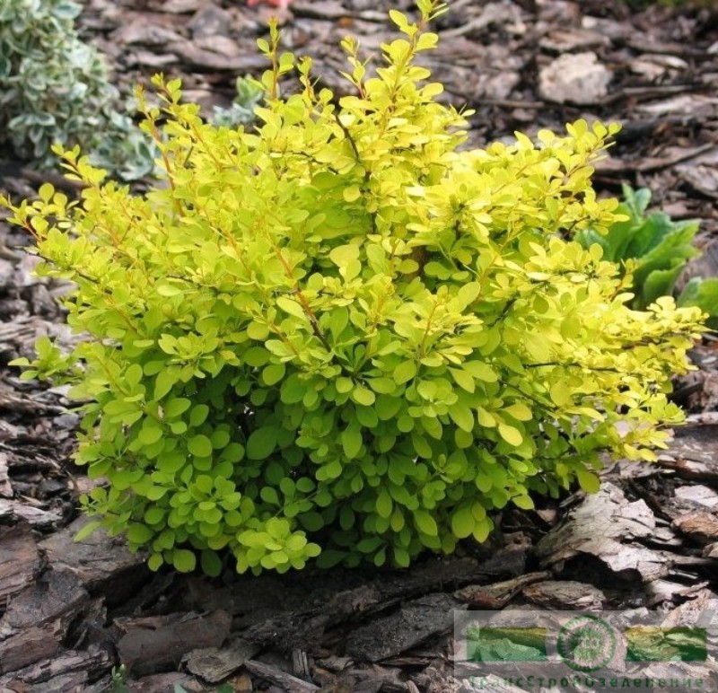 фото Барбарис Тунберга «Ауреа» (Berberis thunbergii «Aurea»)