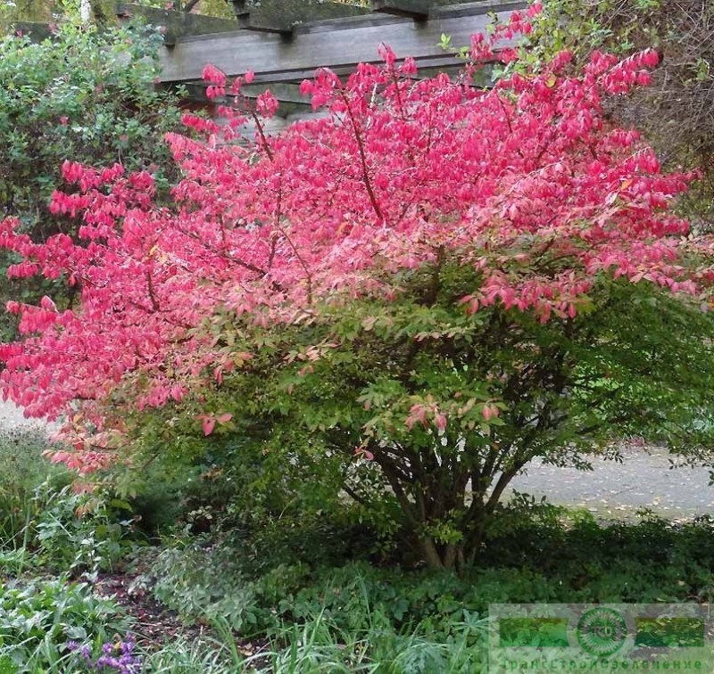 фото Бересклет европейский (Euonymus europaeus)