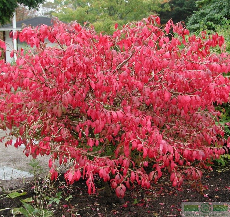фото Бересклет крылатый (Euonymus alatus)