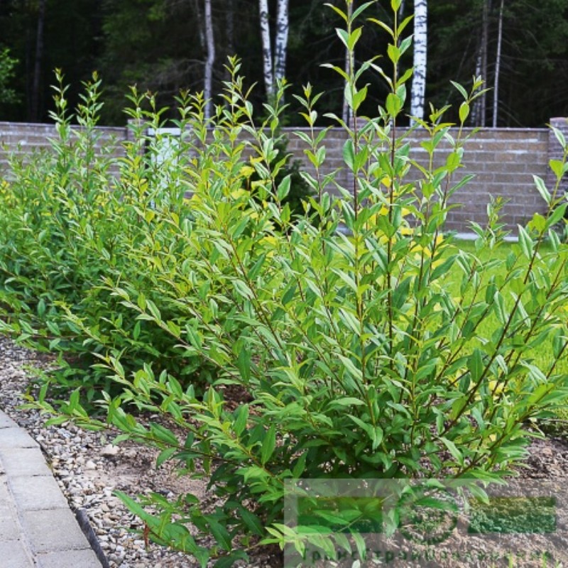 фото Бирючина обыкновенная (Ligustrum vulgare)