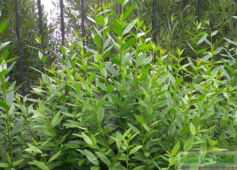 фото Бирючина обыкновенная (Ligustrum vulgare)