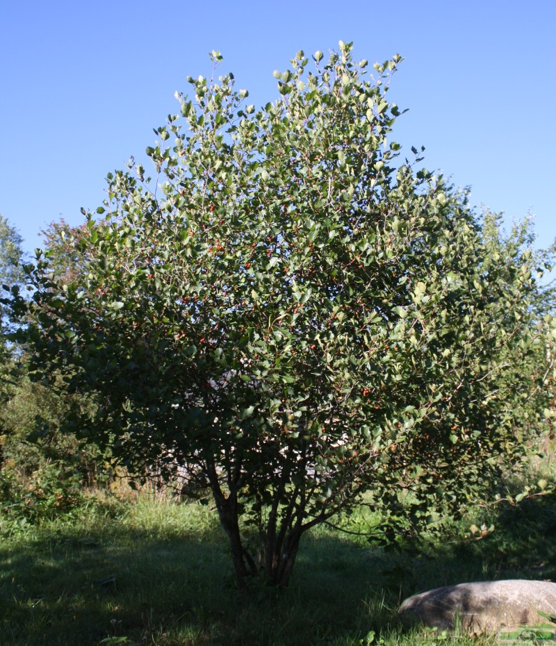 фото Боярышник обыкновенный (Crataegus laevigata)