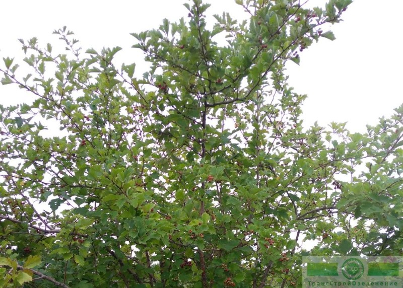 фото Боярышник обыкновенный (Crataegus laevigata)
