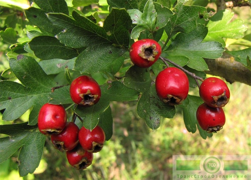 фото Боярышник обыкновенный (Crataegus laevigata)