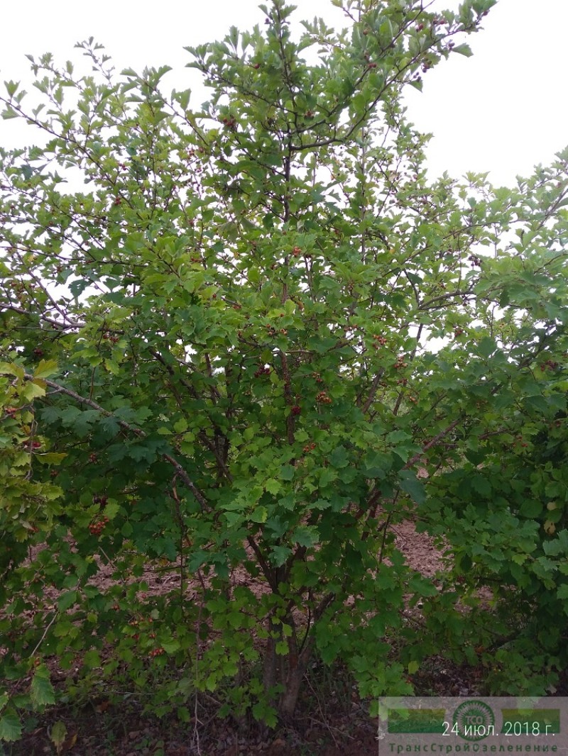 фото Боярышник обыкновенный (Crataegus laevigata)