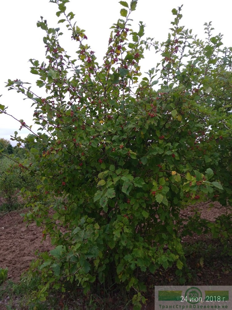 фото Боярышник обыкновенный (Crataegus laevigata)