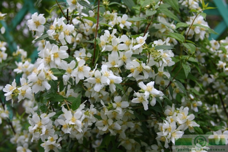 фото Чубушник мелколистный (земляничный)