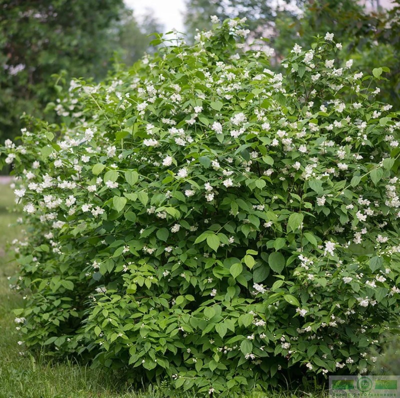 фото Чубушник венечный (Philadelphus coronaries)
