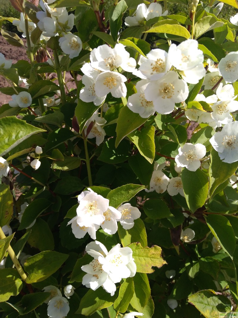 фото Чубушник венечный (Philadelphus coronaries)