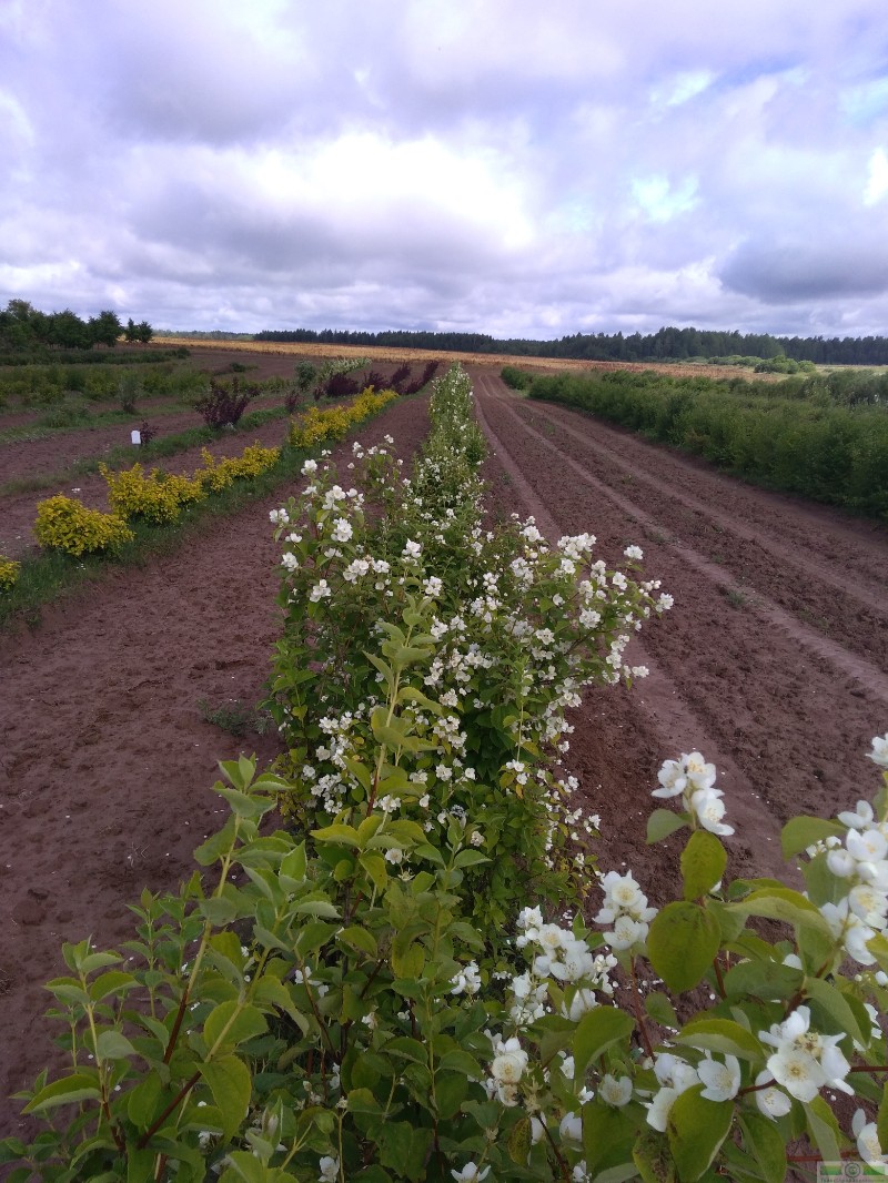 фото Чубушник венечный (Philadelphus coronaries)