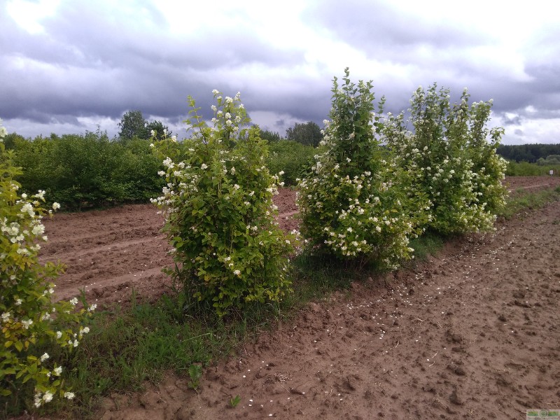 фото Чубушник венечный (Philadelphus coronaries)