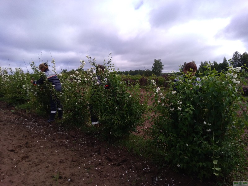 фото Чубушник венечный (Philadelphus coronaries)