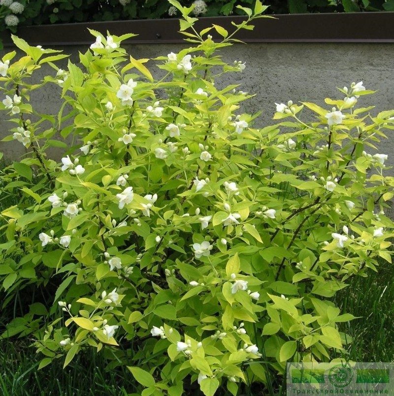фото Чубушник венечный «Ауреа» (Philadelphus coronarius «Aurea»)