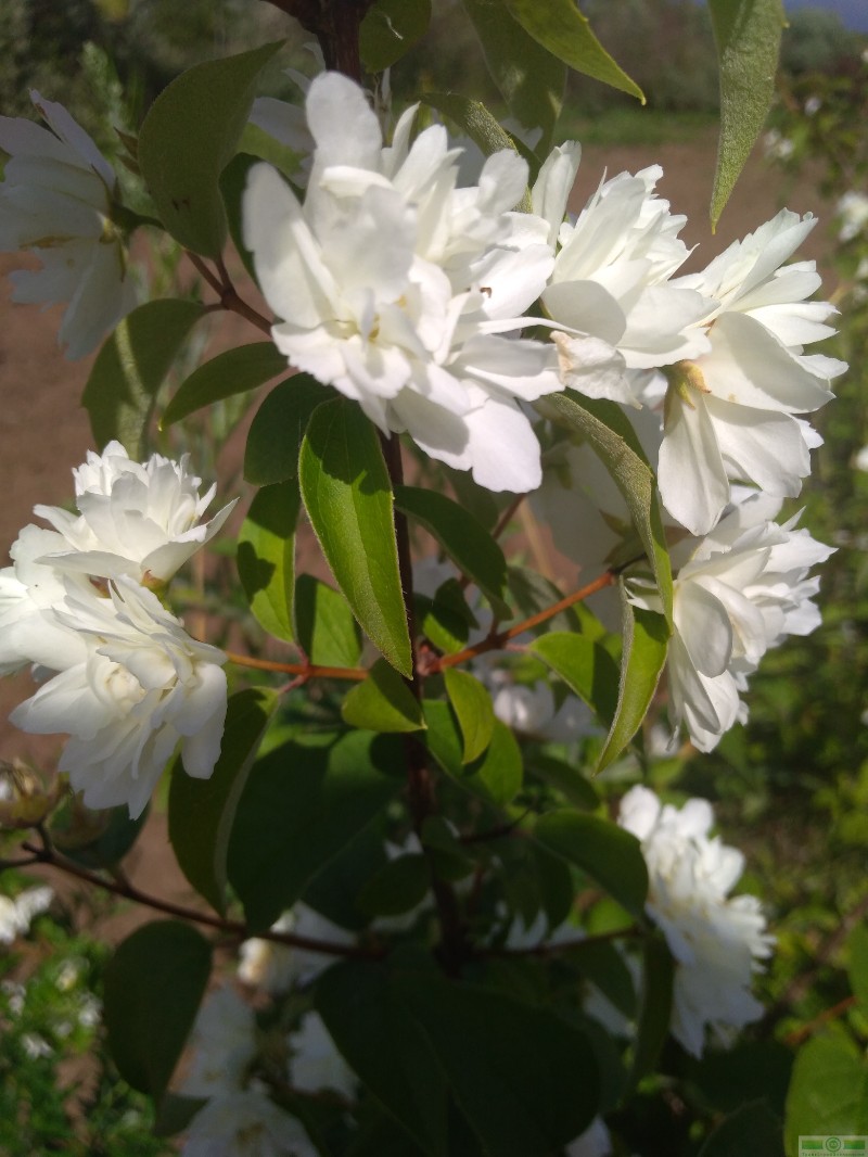 фото Чубушник венечный ф. махровая (Philadelphus coronaries)
