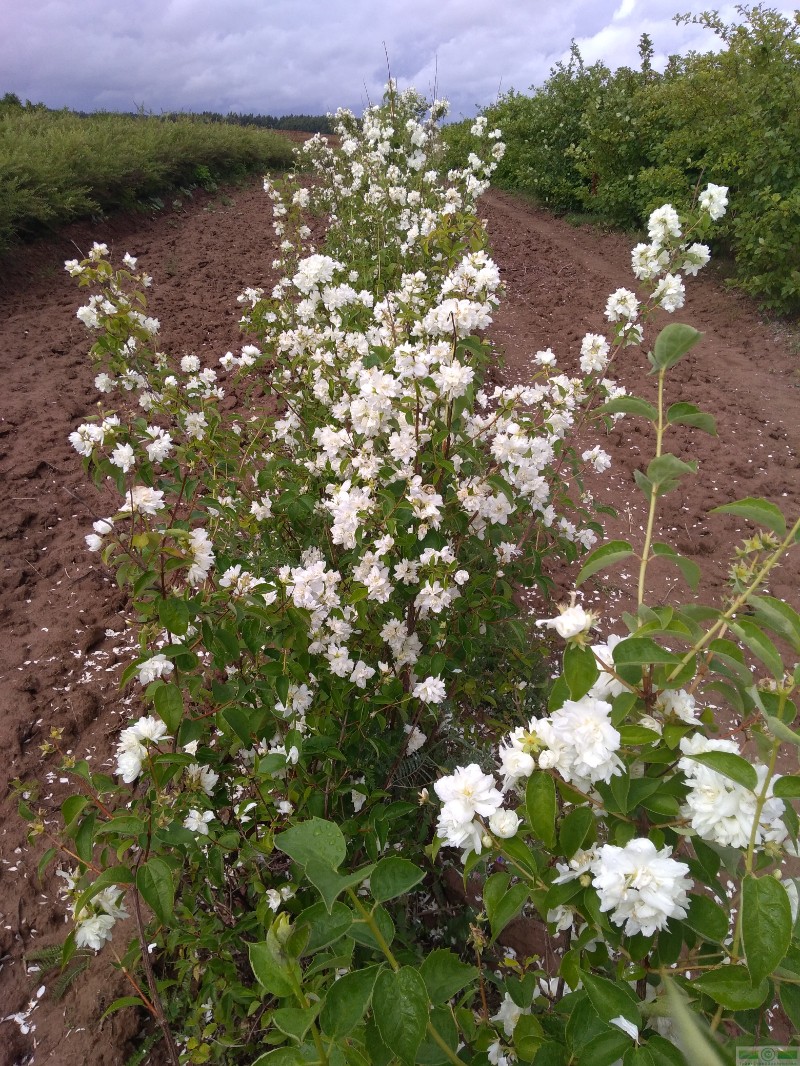 фото Чубушник венечный ф. махровая (Philadelphus coronaries)