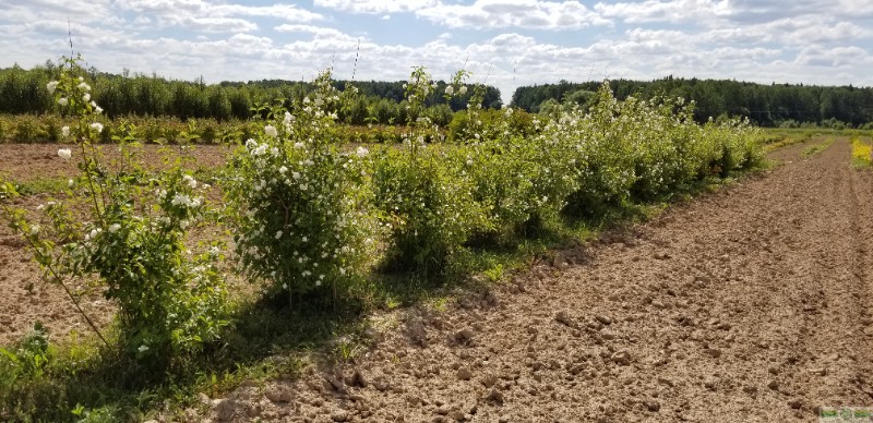 фото Чубушник венечный ф. махровая (Philadelphus coronaries)