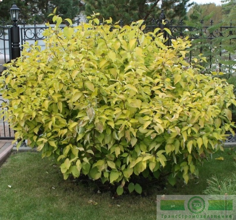 фото Дерен белый «Ауреа» (Cornus alba «Aurea»)
