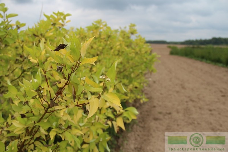фото Дерен белый «Ауреа» (Cornus alba «Aurea»)