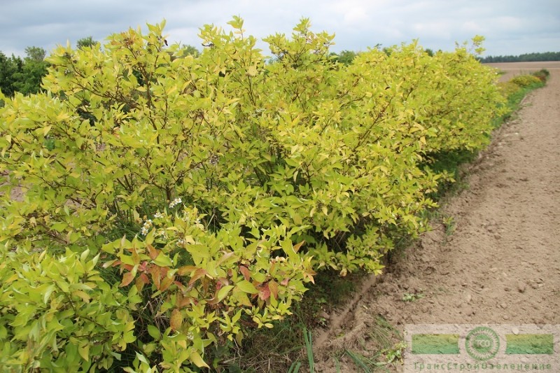 фото Дерен белый «Ауреа» (Cornus alba «Aurea»)