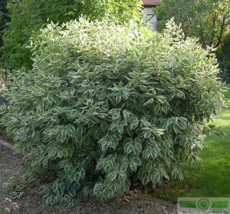 фото Дерен белый «Элегантиссима» (Cornus alba «Elegantissima»)