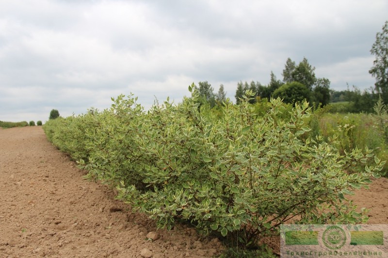 фото Дерен белый «Элегантиссима» (Cornus alba «Elegantissima»)